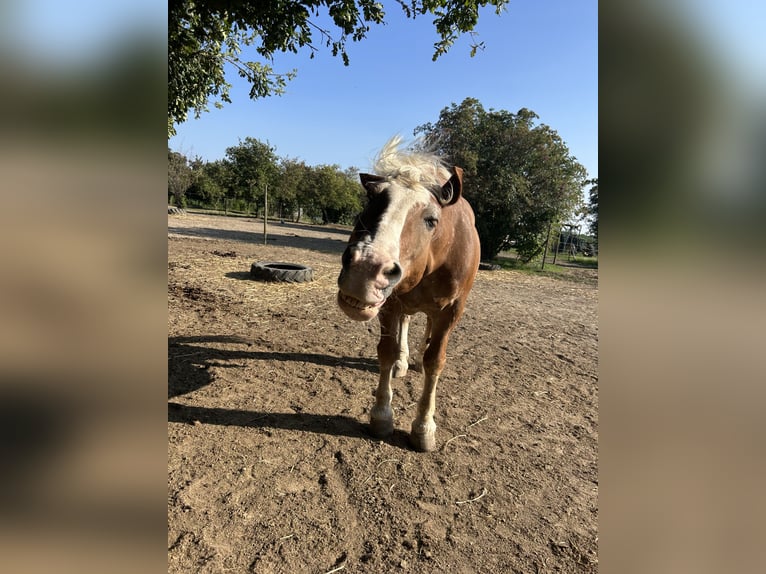 Sangre fría del sur de Alemania Caballo castrado 25 años 160 cm Castaño claro in Schwabenheim an der Selz