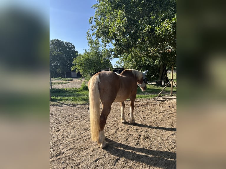 Sangre fría del sur de Alemania Caballo castrado 25 años 160 cm Castaño claro in Schwabenheim an der Selz