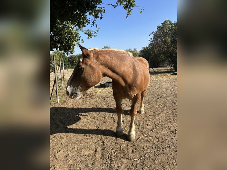 Sangre fría del sur de Alemania Caballo castrado 25 años 160 cm Castaño claro in Schwabenheim an der Selz