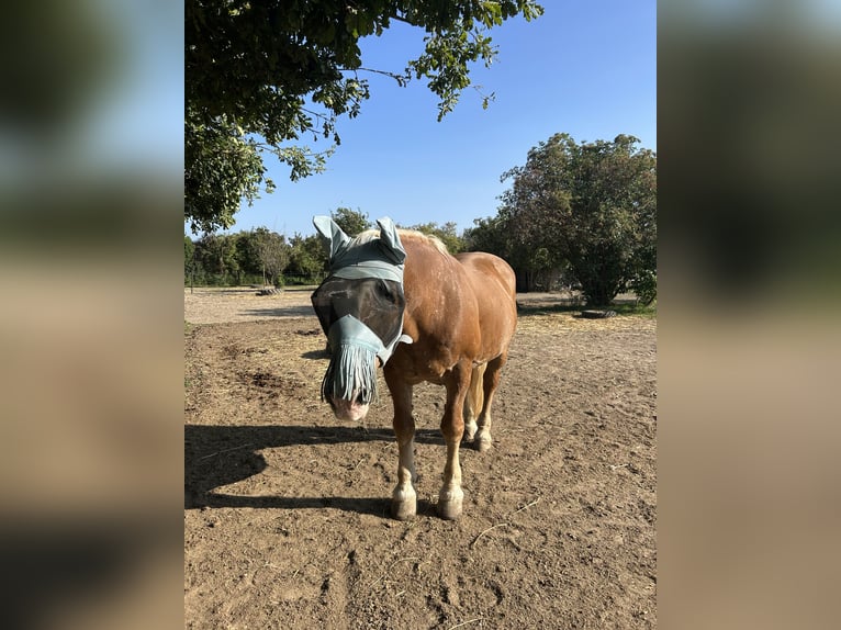 Sangre fría del sur de Alemania Caballo castrado 25 años 160 cm Castaño claro in Schwabenheim an der Selz