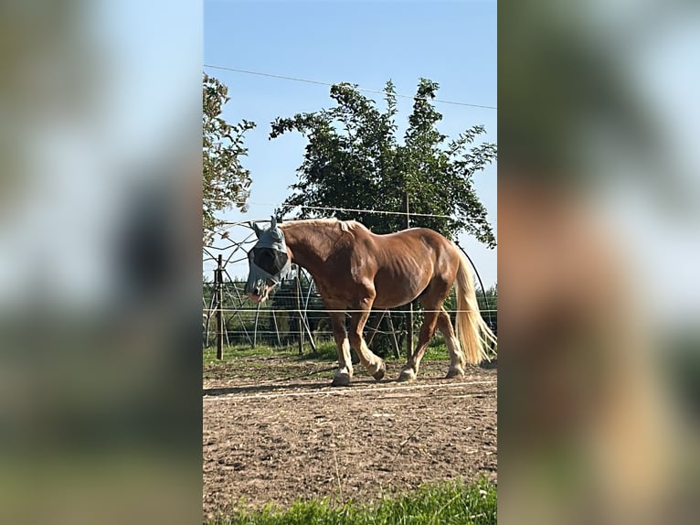 Sangre fría del sur de Alemania Caballo castrado 25 años 160 cm Castaño claro in Schwabenheim an der Selz