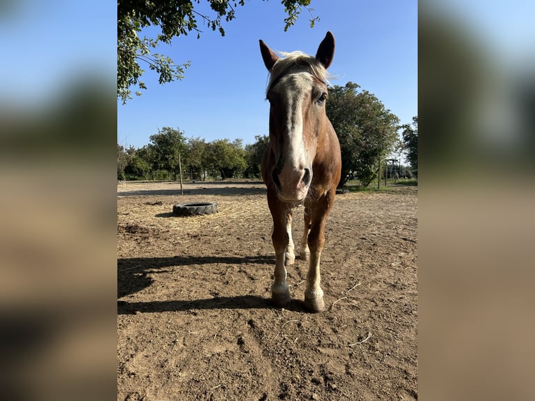Sangre fría del sur de Alemania Caballo castrado 25 años 160 cm Castaño claro in Schwabenheim an der Selz