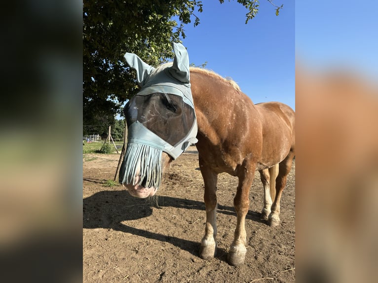 Sangre fría del sur de Alemania Caballo castrado 25 años 160 cm Castaño claro in Schwabenheim an der Selz