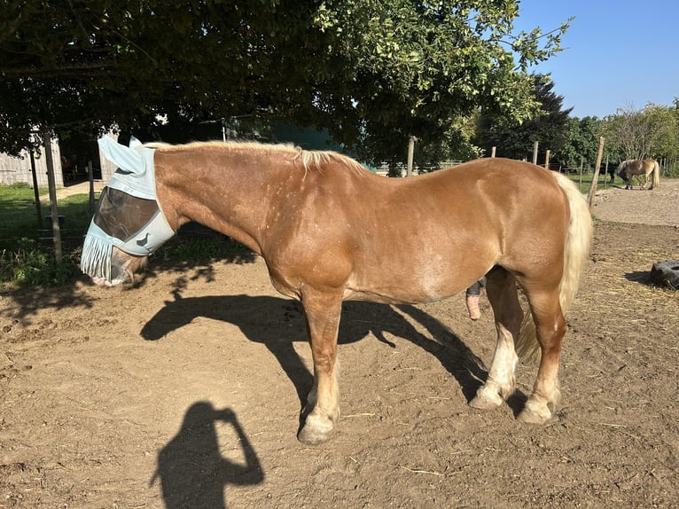 Sangre fría del sur de Alemania Caballo castrado 25 años 160 cm Castaño claro in Schwabenheim an der Selz