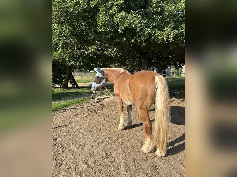 Sangre fría del sur de Alemania Caballo castrado 25 años 160 cm Castaño claro in Schwabenheim an der Selz