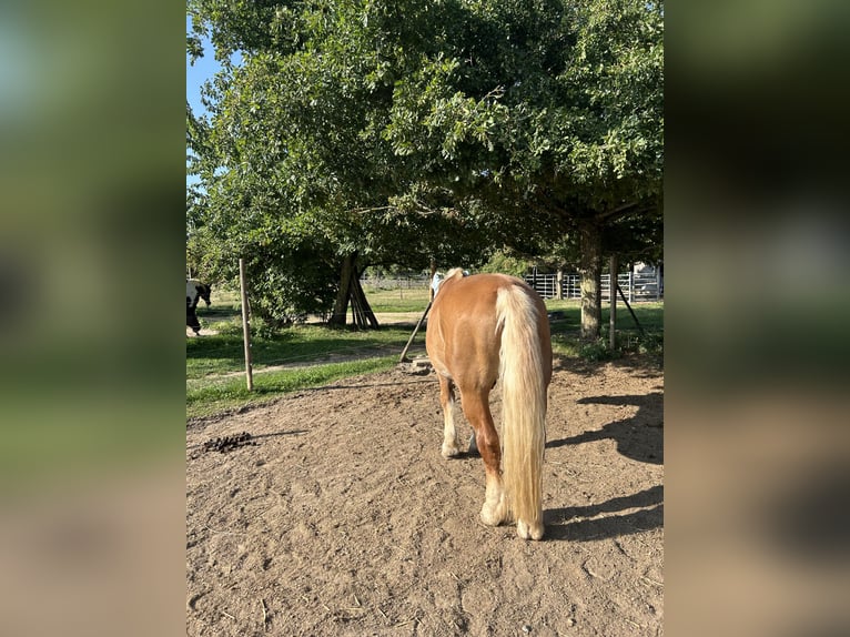 Sangre fría del sur de Alemania Caballo castrado 25 años 160 cm Castaño claro in Schwabenheim an der Selz