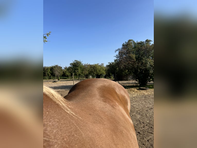 Sangre fría del sur de Alemania Caballo castrado 25 años 160 cm Castaño claro in Schwabenheim an der Selz