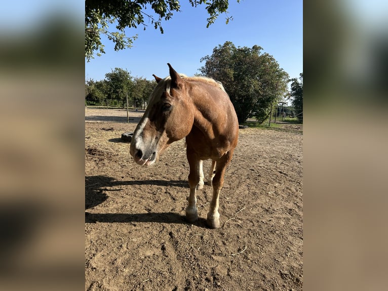 Sangre fría del sur de Alemania Caballo castrado 25 años 160 cm Castaño claro in Schwabenheim an der Selz