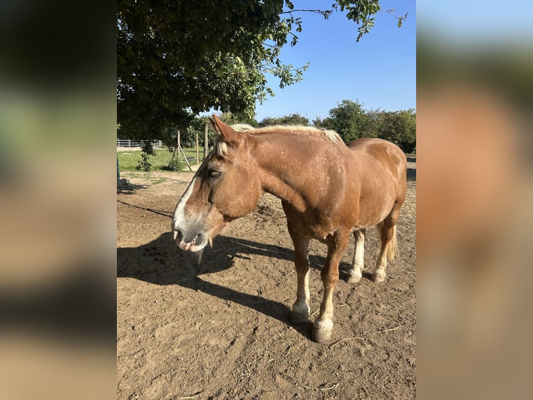 Sangre fría del sur de Alemania Caballo castrado 25 años 160 cm Castaño claro in Schwabenheim an der Selz