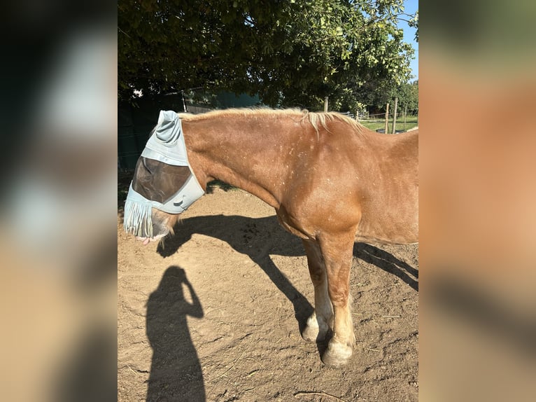 Sangre fría del sur de Alemania Caballo castrado 25 años 160 cm Castaño claro in Schwabenheim an der Selz