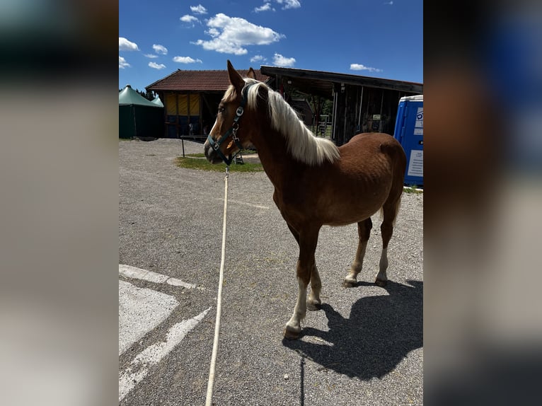 Sangre fría del sur de Alemania Caballo castrado 2 años 150 cm Alazán-tostado in Holzkirchen