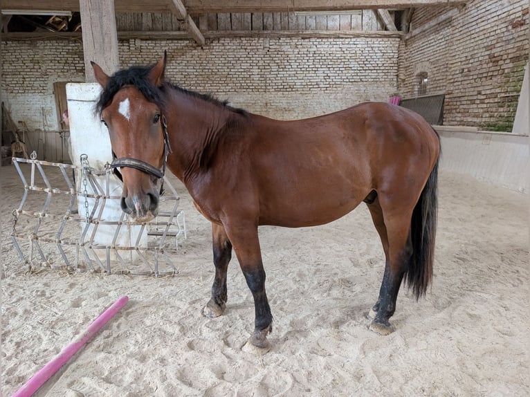Sangre fría del sur de Alemania Caballo castrado 2 años 160 cm Castaño in Pfaffenhofen an der Ilm