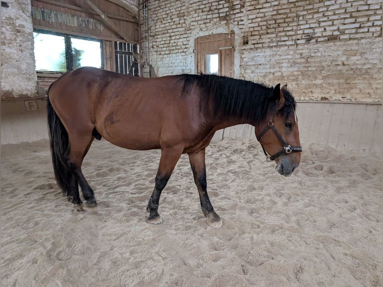 Sangre fría del sur de Alemania Caballo castrado 2 años 160 cm Castaño in Pfaffenhofen an der Ilm