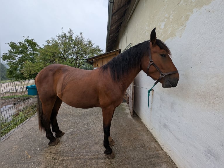 Sangre fría del sur de Alemania Caballo castrado 2 años 160 cm Castaño in Pfaffenhofen an der Ilm