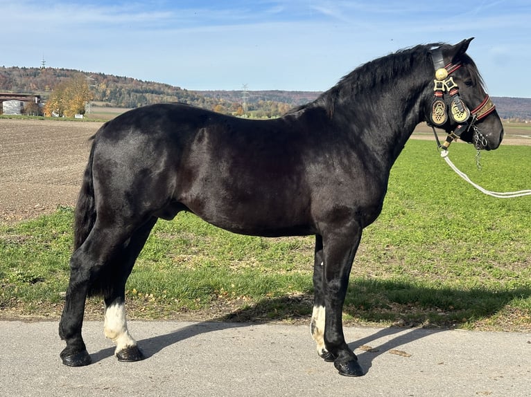 Sangre fría del sur de Alemania Caballo castrado 2 años 164 cm Negro in Riedlingen