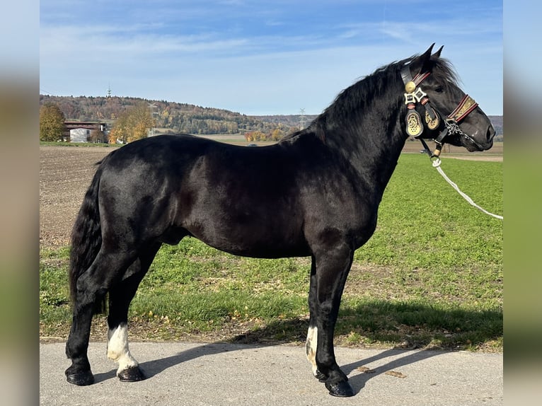 Sangre fría del sur de Alemania Caballo castrado 2 años 164 cm Negro in Riedlingen