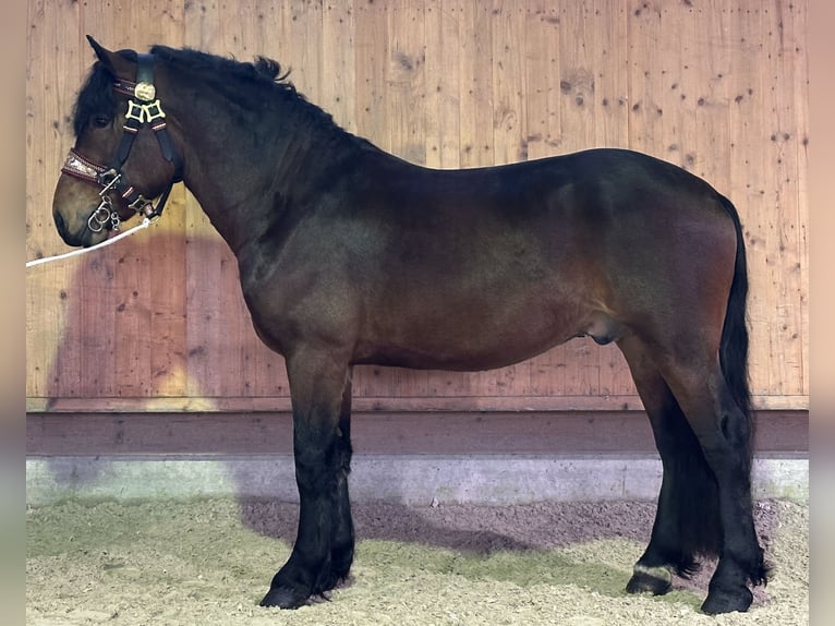 Sangre fría del sur de Alemania Caballo castrado 2 años 165 cm Castaño in Riedlingen
