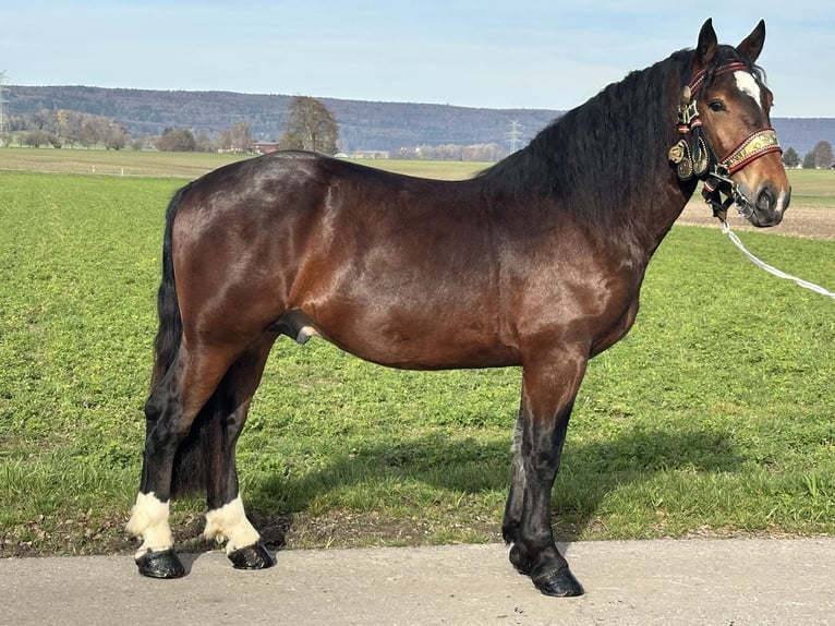 Sangre fría del sur de Alemania Caballo castrado 2 años 165 cm Castaño oscuro in Riedlingen