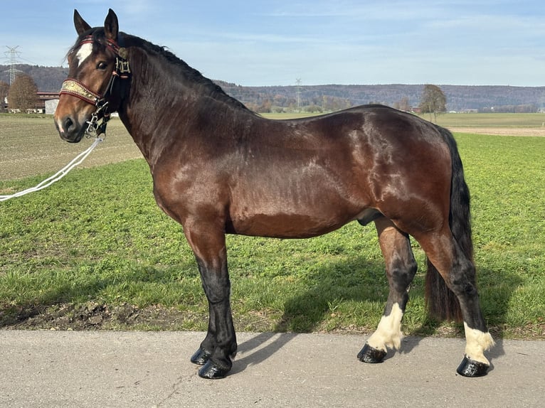 Sangre fría del sur de Alemania Caballo castrado 2 años 165 cm Castaño oscuro in Riedlingen