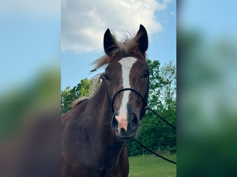 Sangre fría del sur de Alemania Caballo castrado 2 años 166 cm Castaño in Konzell
