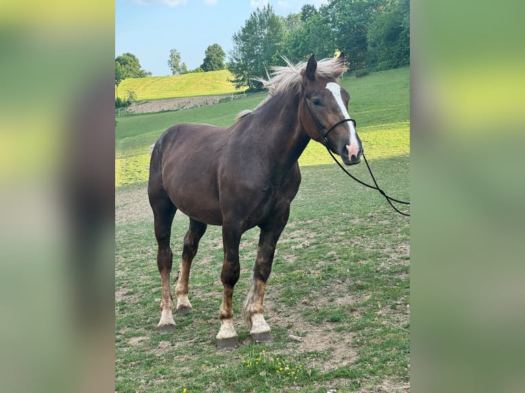Sangre fría del sur de Alemania Caballo castrado 2 años 166 cm Castaño in Konzell
