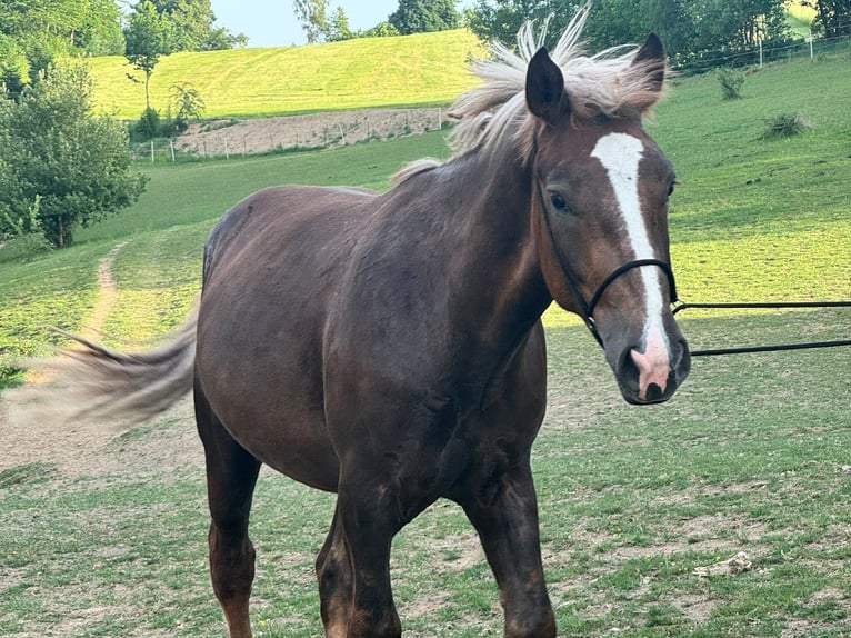 Sangre fría del sur de Alemania Caballo castrado 2 años 166 cm Castaño in Konzell