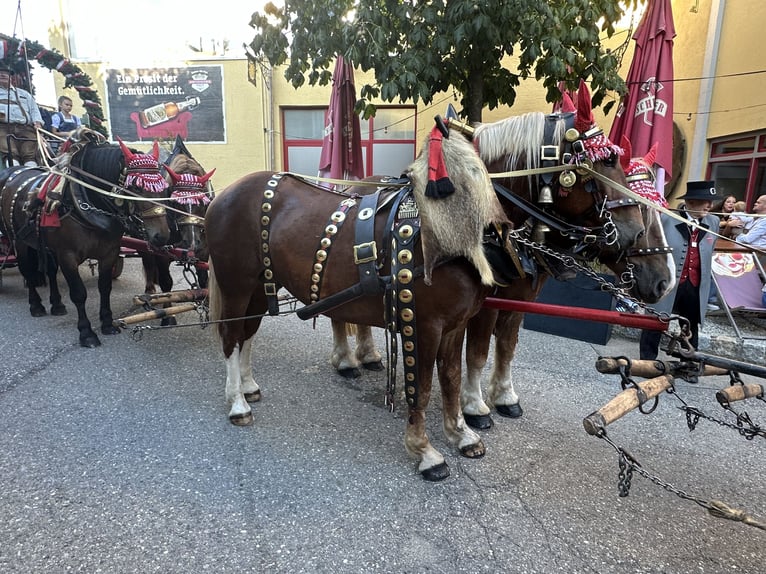 Sangre fría del sur de Alemania Caballo castrado 3 años 164 cm Alazán-tostado in Riedlingen