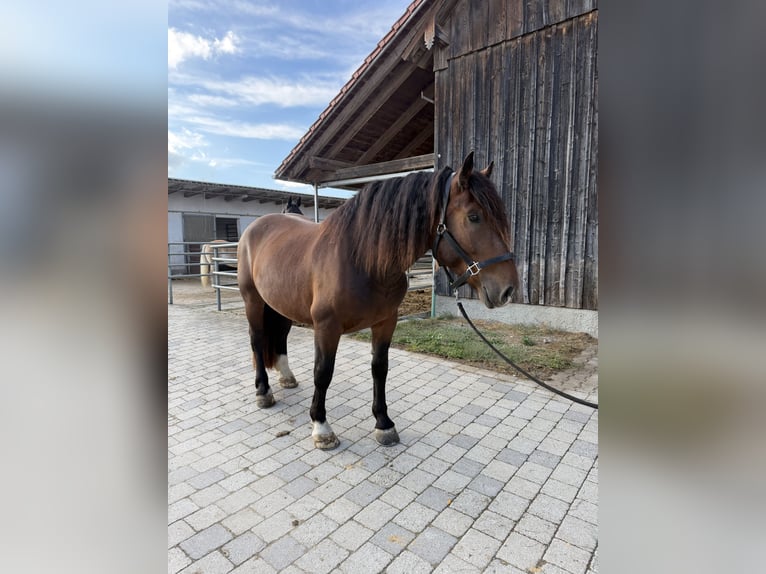Sangre fría del sur de Alemania Caballo castrado 3 años 165 cm Castaño in Langerringen