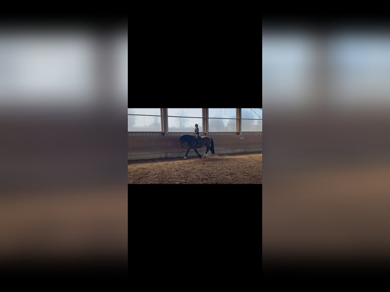 Sangre fría del sur de Alemania Caballo castrado 3 años 165 cm Castaño in Langerringen