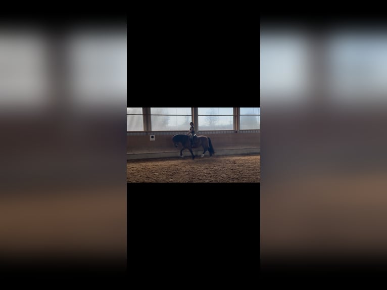 Sangre fría del sur de Alemania Caballo castrado 3 años 165 cm Castaño in Langerringen