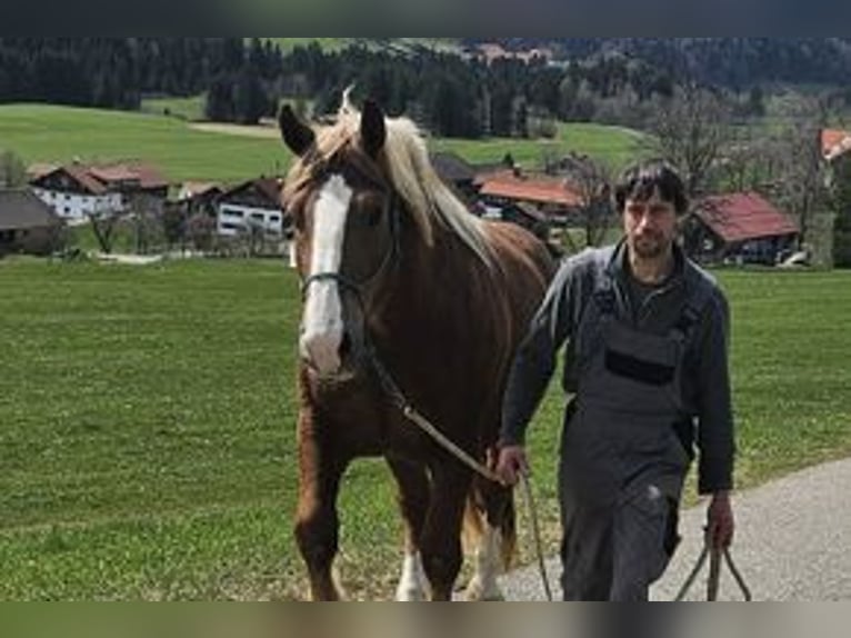Sangre fría del sur de Alemania Caballo castrado 3 años 166 cm Alazán-tostado in Missen-Wilhams