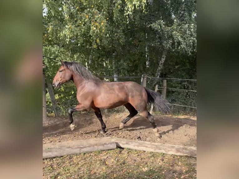 Sangre fría del sur de Alemania Caballo castrado 3 años 173 cm Castaño in Hohenwarth