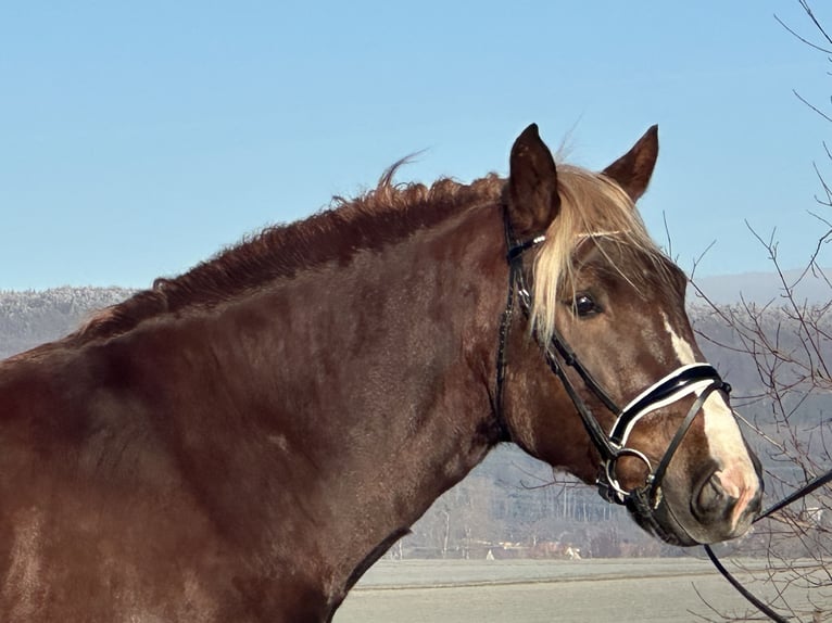 Sangre fría del sur de Alemania Caballo castrado 4 años 160 cm Alazán-tostado in Riedlingen