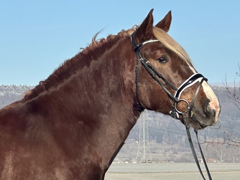 Sangre fría del sur de Alemania Caballo castrado 4 años 160 cm Alazán-tostado in Riedlingen