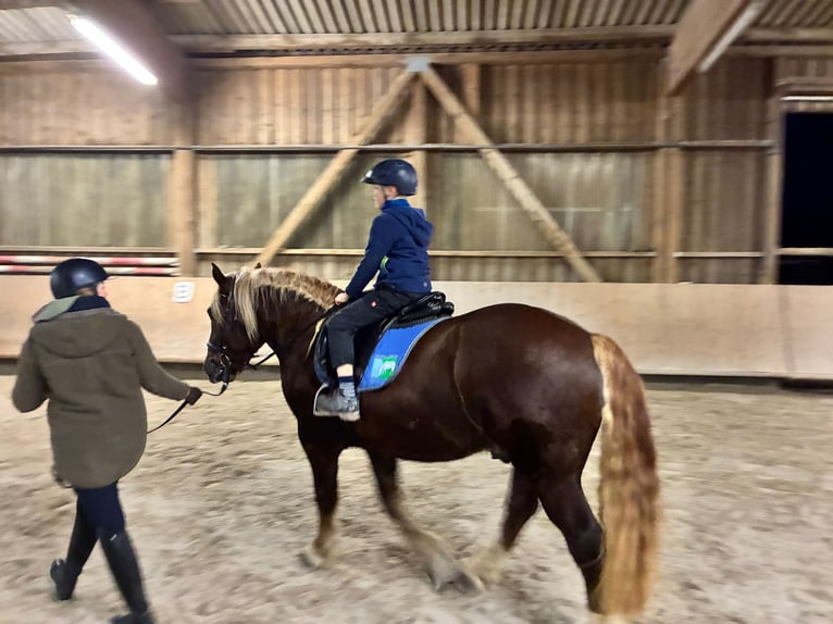 Sangre fría del sur de Alemania Caballo castrado 4 años 160 cm Alazán-tostado in Pfaffenhofen