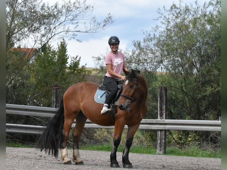 Sangre fría del sur de Alemania Caballo castrado 4 años 168 cm Castaño in Arnstorf