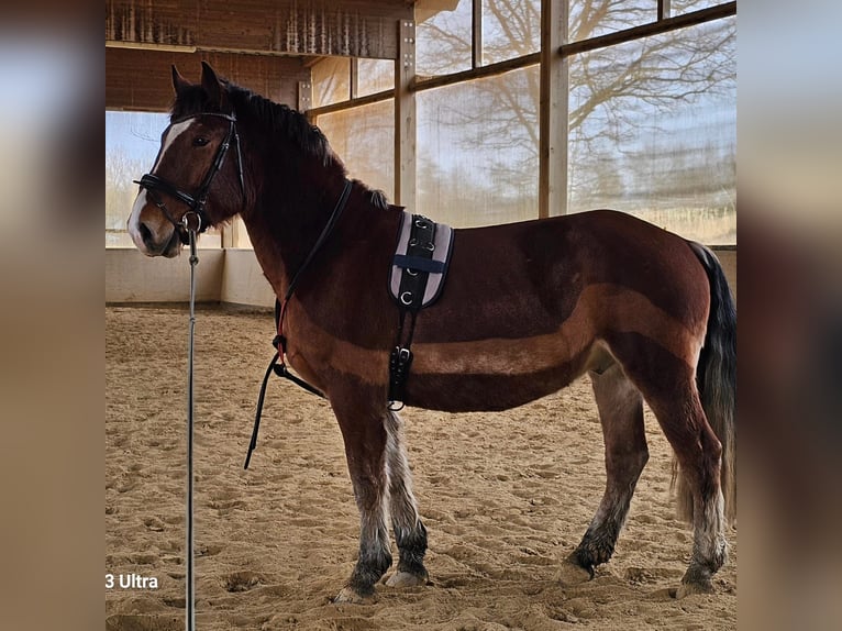 Sangre fría del sur de Alemania Caballo castrado 4 años 168 cm Castaño in Stadlern