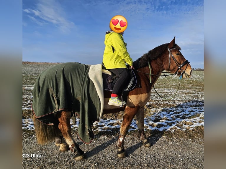 Sangre fría del sur de Alemania Caballo castrado 4 años 168 cm Castaño in Stadlern