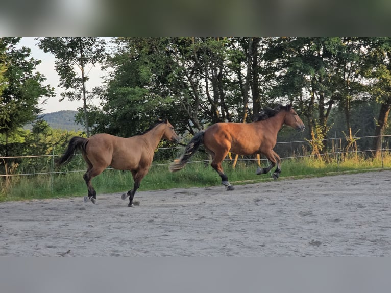 Sangre fría del sur de Alemania Caballo castrado 4 años 168 cm Castaño in Stadlern