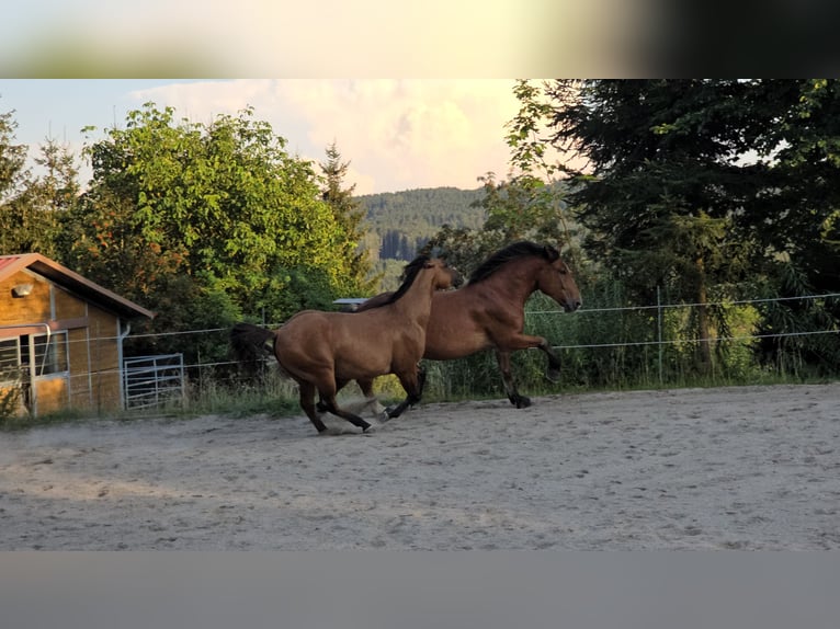 Sangre fría del sur de Alemania Caballo castrado 4 años 168 cm Castaño in Stadlern