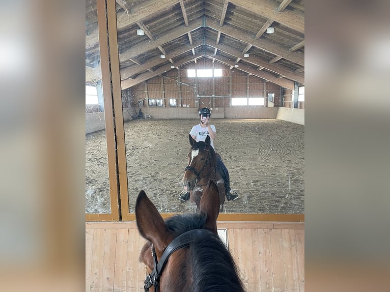 Sangre fría del sur de Alemania Caballo castrado 5 años 165 cm Castaño in Teisendorf