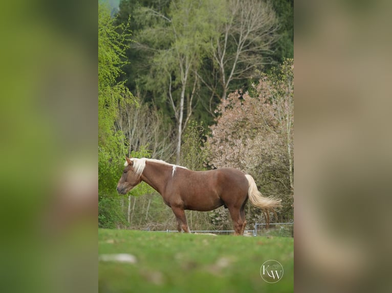 Sangre fría del sur de Alemania Caballo castrado 5 años 166 cm Alazán in Konzell