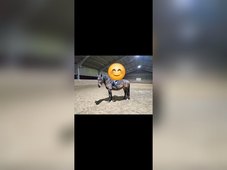 Sangre fría del sur de Alemania Caballo castrado 5 años 167 cm Castaño in Hennef