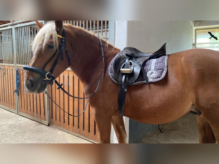 Sangre fría del sur de Alemania Caballo castrado 6 años 163 cm Alazán-tostado in Eckersdorf