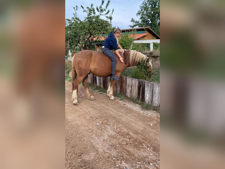 Sangre fría del sur de Alemania Caballo castrado 6 años 163 cm Alazán-tostado in Eckersdorf