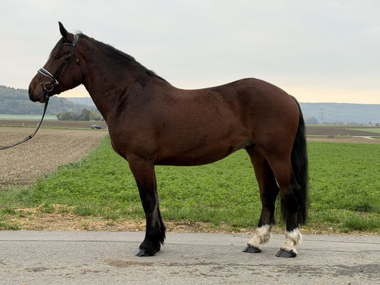 Sangre fría del sur de Alemania Caballo castrado 6 años 164 cm Castaño in Riedlingen