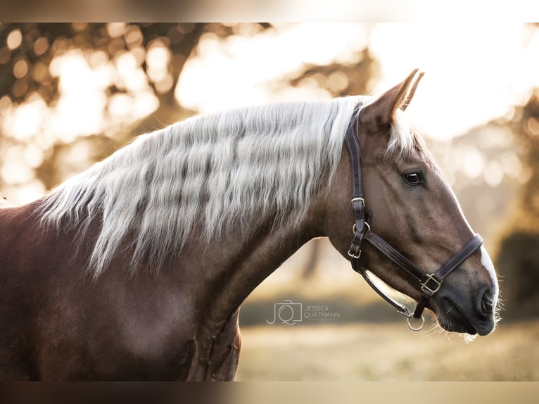 Sangre fría del sur de Alemania Caballo castrado 7 años 165 cm Alazán-tostado in Ihlow
