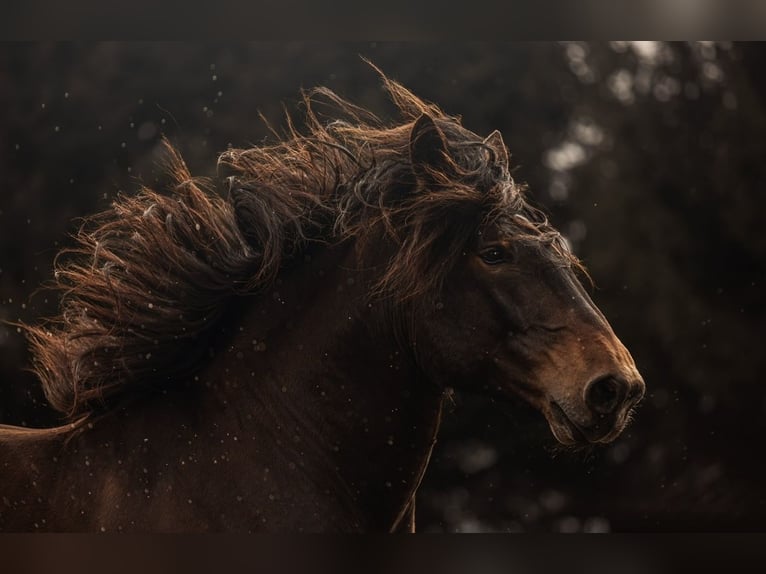 Sangre fría del sur de Alemania Caballo castrado 8 años 165 cm Castaño oscuro in Halblech