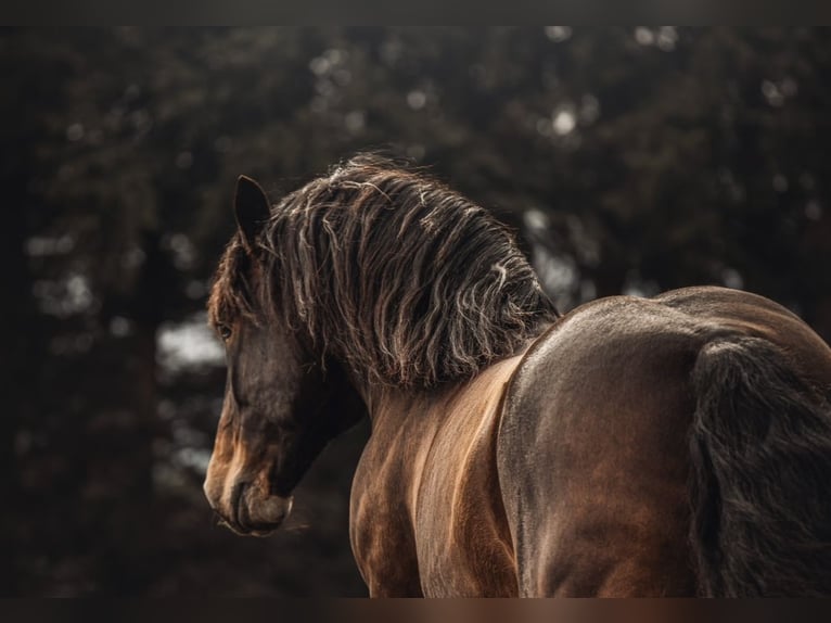 Sangre fría del sur de Alemania Caballo castrado 8 años 165 cm Castaño oscuro in Halblech