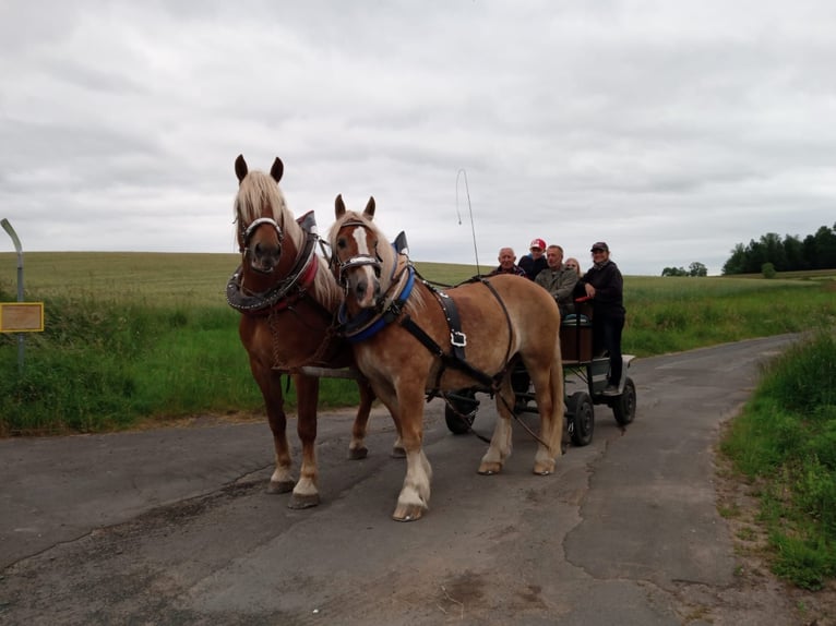 Sangre fría del sur de Alemania Caballo castrado 8 años 186 cm Alazán in Sinntal